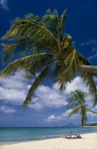 Beach with overhanging Palm tree