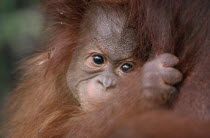 Pongo pygmaeus.  Close view of baby Orang-utan clutching its mother. Orang-Outang