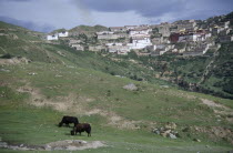 Distant view with yaks grazing in the foreground.