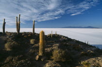 Salar de Uyuni. Isla Incahuasi. An island covered in cacti within the salt pan seen in the dawn light with views southwards