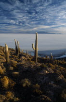 Salar de Uyuni. Isla Incahuasi. Cacti covered island overlooking salt pan toward Tunupa volcano