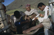 Vet attending cattle.