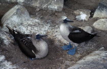 Pair of Blue Footed Boobies.