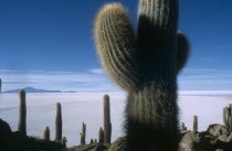 Salar de Uyuni.  Isla del Pescado.  Cacti growing in rocky landscape.Isla Incahuasi  Isla Incahuasi