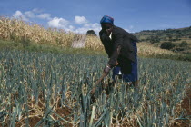 Woman hoeing in onion field.