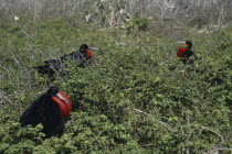 Male Frigate birds sitting among bushes
