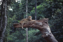 Jaguar on tree branch.Panthera onca Brasil Brazil