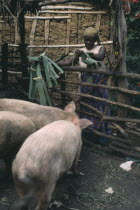 Woman feeding pigs.  Example of western farm animals adopted for African use.