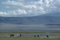 Landscape with grazing zebra.