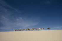 Camel train on ridge of sand dune