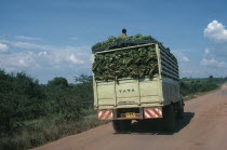 Transporting bananas by truck on road near MbararaLorry Truck