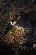 Portrait of a Cheetah   Acinonyx jubatus   lying down in the grass.
