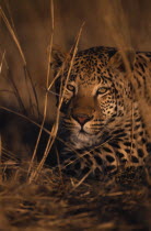 Leopard   Panthera pardus   lying in long grass.