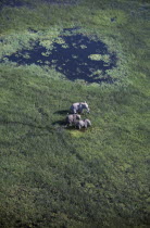 Aerial view looking down on Elephants   Loxodonta africana   in Okavango.