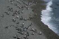 Magallenic penguin colony on the beach at Punta Tombo.