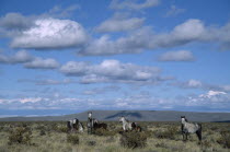 Wild horses on the Patagonian steppe.