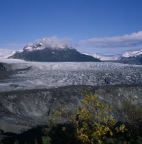 Glacier near Cordova with the Alaska mountain range in the background.  Tree branches with green and yellow leaves in the foreground.