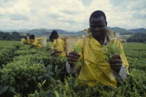 Workers on tea plantation.