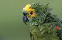 Portrait Beak  Turqouise  fronted Parrot  Brasil