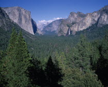 Yosemite National Park  mountain scenery with fir tree forest in front