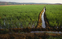 Irrigation in rice field.