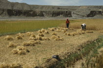 Harvesting wheat