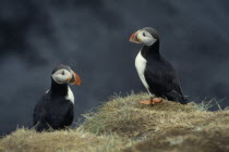 Two puffins on rock.