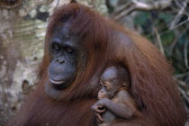 Female and young orangutans in Borneo