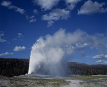 Yellowstone National Park. Old Faithful Geyser.  Clouds of spray and steam with pine forest beyond.