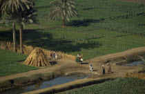 Farming landscape  beside the River Nile near El MinyaAl Minya