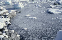 Pancake Ice covering the surface of the sea with snow covered land and scattered iceburgs