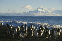 Baileys Head. Deception Island. Chinstrap Penquins moving to sea after the moult