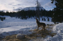 Wind River Range. Lava Mountain. Alaskan Huskies tied up on snow for an overnight Dogsledding trip.