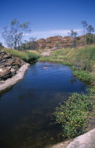 Purnululu or Bungle Bungle Cathedral Gorge with a man swimming in rock pool