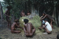 Dani Villagers wrapping a traditional steam oven in grass for Pig Feast.