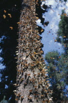 A mass of Monarch Butterflies flying around, and on, a tall tree in El Rosario Sanctuary. Large migratory American butterfly having deep orange wings with black and white markings; the larvae feed on...