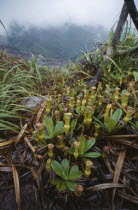 Pitcher plants or Nepenthes Pervillei. Granite rock glacis on Copolis Nature Trail
