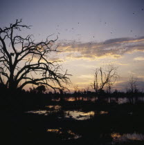 Trees in silhouette at sunset with Pratincoles fyling above water Pratincoles are a small family of shorebirds with slim elongated bodies