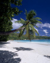 View across white sandy beach with an overhanging palmtree towards people bathing in the turquoise sea with the shadow of the palmtree on the sand