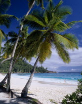 View through palmtrees towards sandy beach and  turquoise sea with a woman bather standing at the waters edge