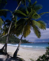 View through palmtrees towards sandy beach and turquoise sea