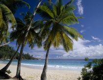 View through palmtrees towards sandy beach and    turquoise sea