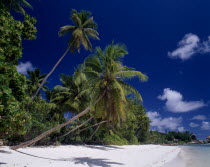 View along white sandy beach lined with overhanging palmtrees and lush vegetation with the shadow of a palmtree seen on the sand