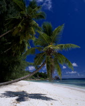 View across sandy beach lined with overhanging palmtrees towards turquoise sea
