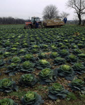 Row of Cabbages in field with farm workers using a tractor to load produce into boxes