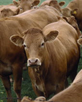 Herd of cattle with one animal looking towards lens