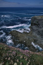 Wild thrift flowers on cliff top near Padstow.