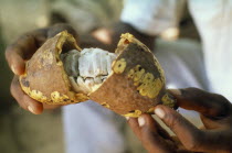 Ripe cocoa pod.  Chocolate