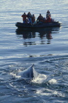 Humpback whales surfacing in front of zodiac carrying tourists.