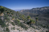 Plants in desert landscape.